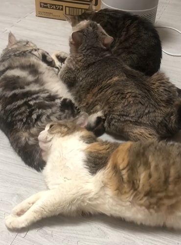 ▲飼主家養了四隻貓咪，但很難得可以看到四隻聚在一起的模樣。（圖／Instagram：chocolobo1212）