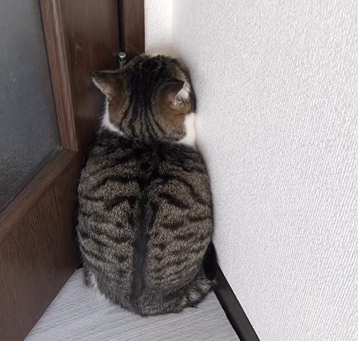 ▲貓咪Merushī被家中的陌生人嚇壞，躲在牆角當鴕鳥。（圖／Instagram：chocolobo1212）