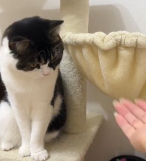 飼主:欸!我偏不!我要用吊床彈它!要這樣推!(圖/Youtube:PocoUma) ▲飼主:欸!我偏不!我要用吊床彈它!要這樣推!(圖/Youtube:PocoUma)