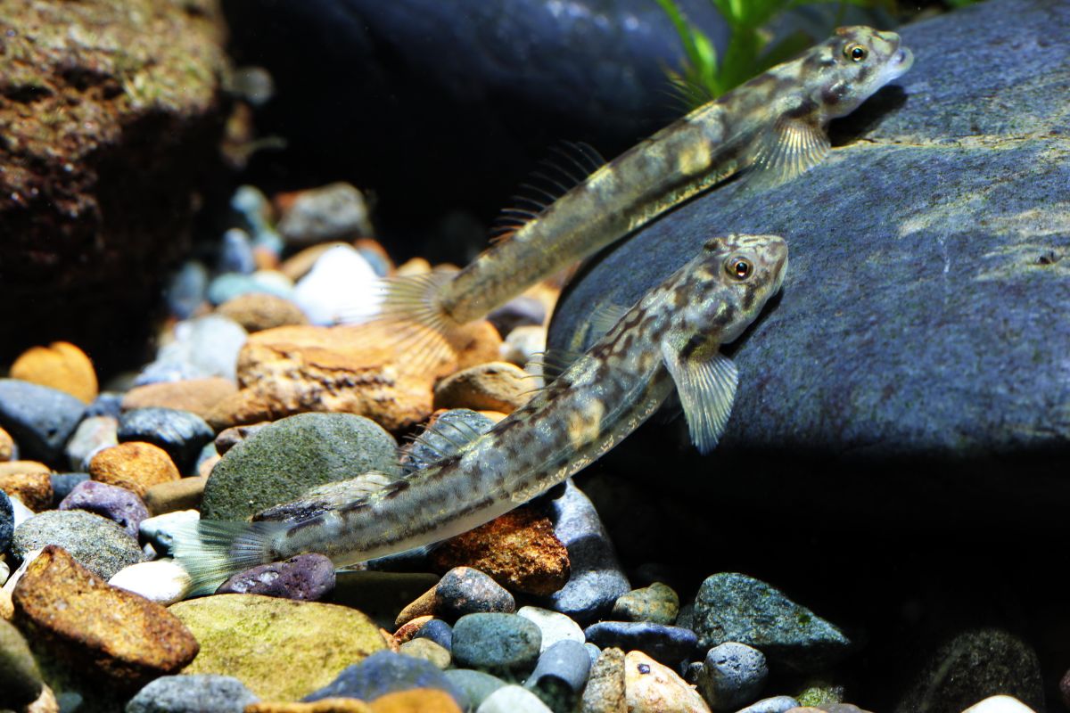 ▲農委會16日預告修正陸域保育類野生動物名錄。圖為韌鰕虎屬之韌鰕虎(Lentipes armatus)雌魚。（圖／林務局、周銘泰提供）