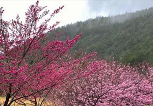 武陵賞櫻專車開跑　櫻花和菓子、和服體驗一次玩
