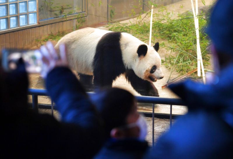 ▲飼養在日本東京上野動物園內的5歲大貓熊香香，於2月21日返回中國。（圖／美聯社／達志影像）