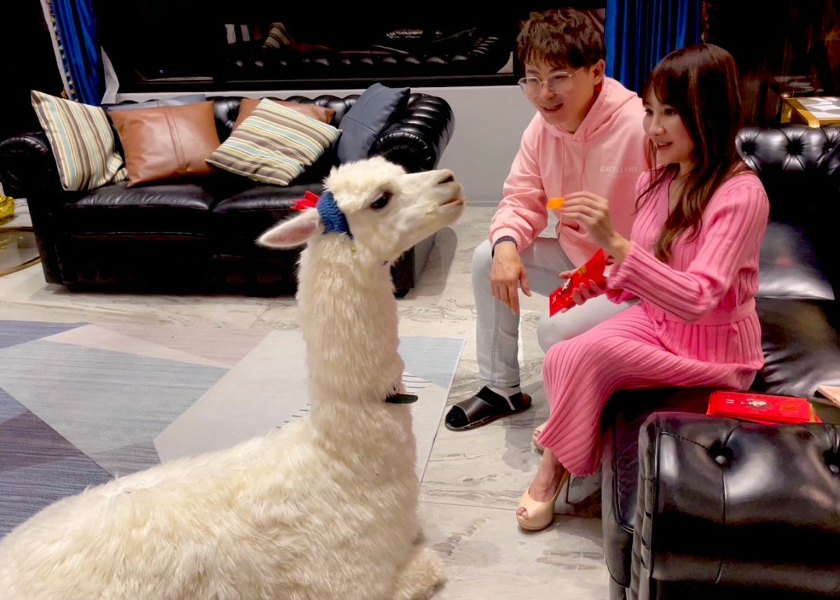 ▲王宥忻發百萬紅包，草泥馬家中跪拜。（圖／固力狗提供）