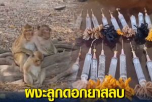 泰國犯罪集團出狠招　給猴子注射麻醉劑走私販賣
