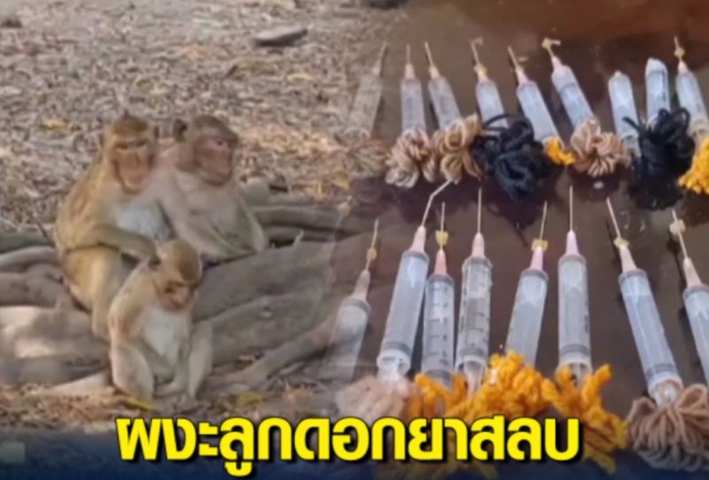 ▲泰國有不法走私集團專門給猴子注射麻醉藥劑後販賣。（圖／翻攝自曼谷郵報）