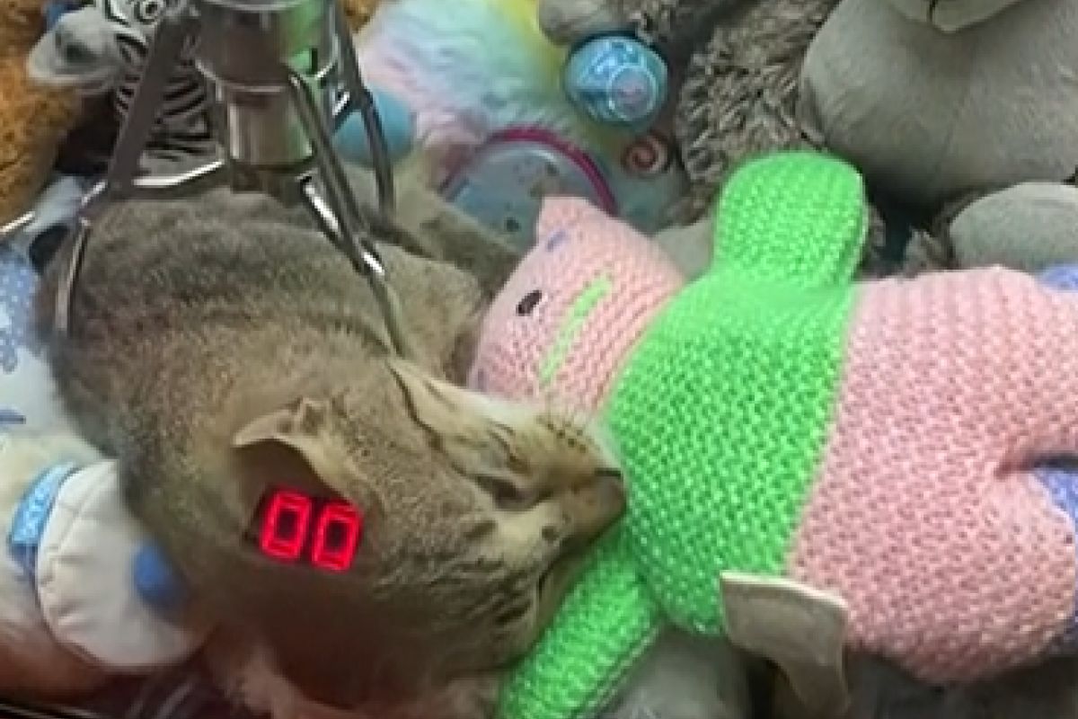 ▲浪貓把夾娃娃機當膠囊旅館，爽抱玩偶酣睡，網友全被萌翻。（圖／AP+ Newsflare）