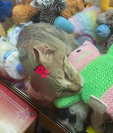 ▲民眾在雜貨店外的夾娃娃機中看到小貓。（圖／AP+ Newsflare）