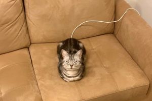 飼主回家發現貓咪小秘密,牠沙發上待機充電中。(圖/Twitter:cat_anko3) ▲Anko:低電量待機中……。(圖/Twitter:cat_anko3)