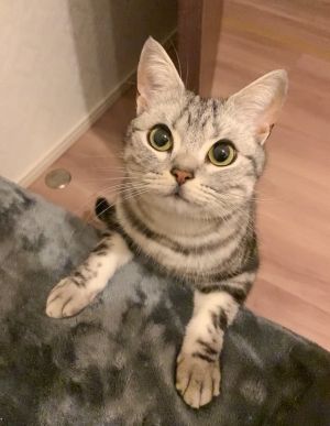 Anko:充飽了!來玩耍!(圖/Twitter:cat_anko3) ▲Anko:充飽了!來玩耍!(圖/Twitter:cat_anko3)