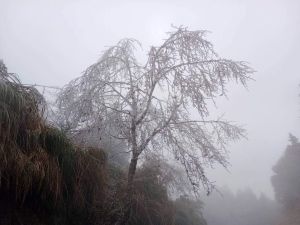 寒流發威!宜蘭南山飄冰霰 太平山森林遊樂區明延後開園