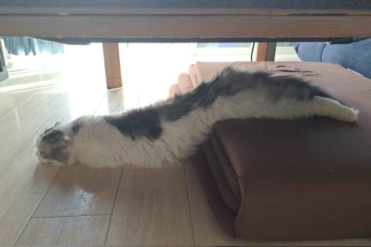 ▲主人在桌下驚見熟睡貓貓蟲，一長條毛茸茸的生物看起來好神祕。（圖／Twitter：kokesukepapa）