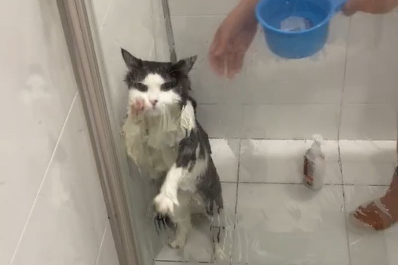 ▲「放我出去！」厭澡貓想破牆逃離，最終結局淒涼。（圖／Youtube： ViralHog）