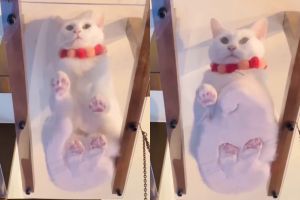 Miruko趴下的瞬間將自己壓成一顆緊實的白玉糰子,相當可愛。(圖/Twitter:ccchisa76) ▲Miruko趴下的瞬間將自己壓成一顆緊實的白玉糰子,相當可愛。(圖/Twitter:ccchisa76)
