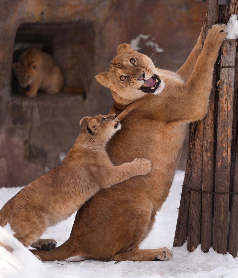 ▲獅媽：不要咬我肩膀！就告訴你不要咬我肩膀了！（圖／Twitter：rikunow）