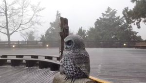 太平山下冰霰!再現銀白世界 第二波雪期管制措施出爐了