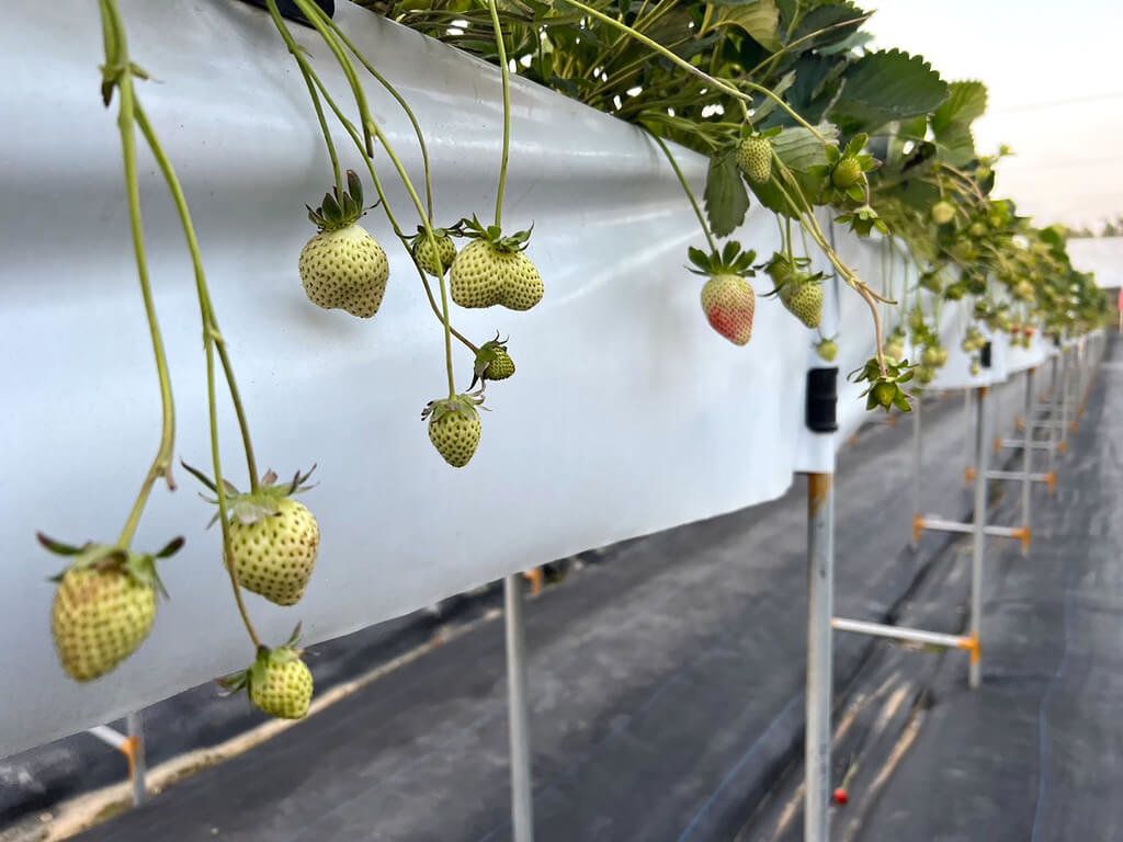 ▲首頁 / 生活苗栗大湖遊客爆量 大紅草莓幾乎採摘一空2023/1/27 19:20（1/27 19:31 更新）苗栗大湖採草莓是不少民眾假期出遊首選，大湖地區農會27日指出，今年春節假期較長，加上天公作美，每天吸引許多遊客造訪，初二起更是連3天人潮爆量，各家草莓園裡大顆、鮮紅的草莓幾乎被採摘一空，剩下許多綠色、尚未轉紅的果實。（民眾提供）中央社記者管瑞平傳真 112年1月27日
