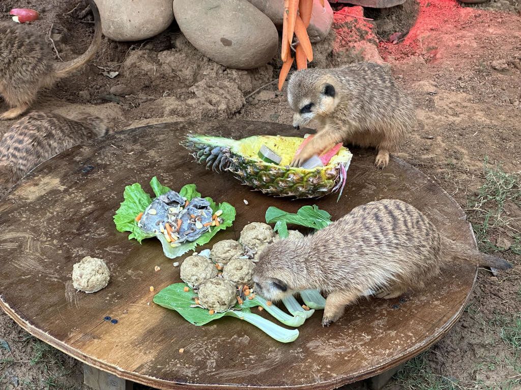 ▲有網友在網路發文稱親友在新竹市某賣場遭他人的寵物「狐獴」咬傷，對此，新竹市動物保護及防疫所27日指出，狐獴屬野生動物，並不建議帶到公共場所。圖為六福村主題遊樂園動物園區內的狐獴。（六福村提供）中央社記者魯鋼駿傳真 112年1月27日