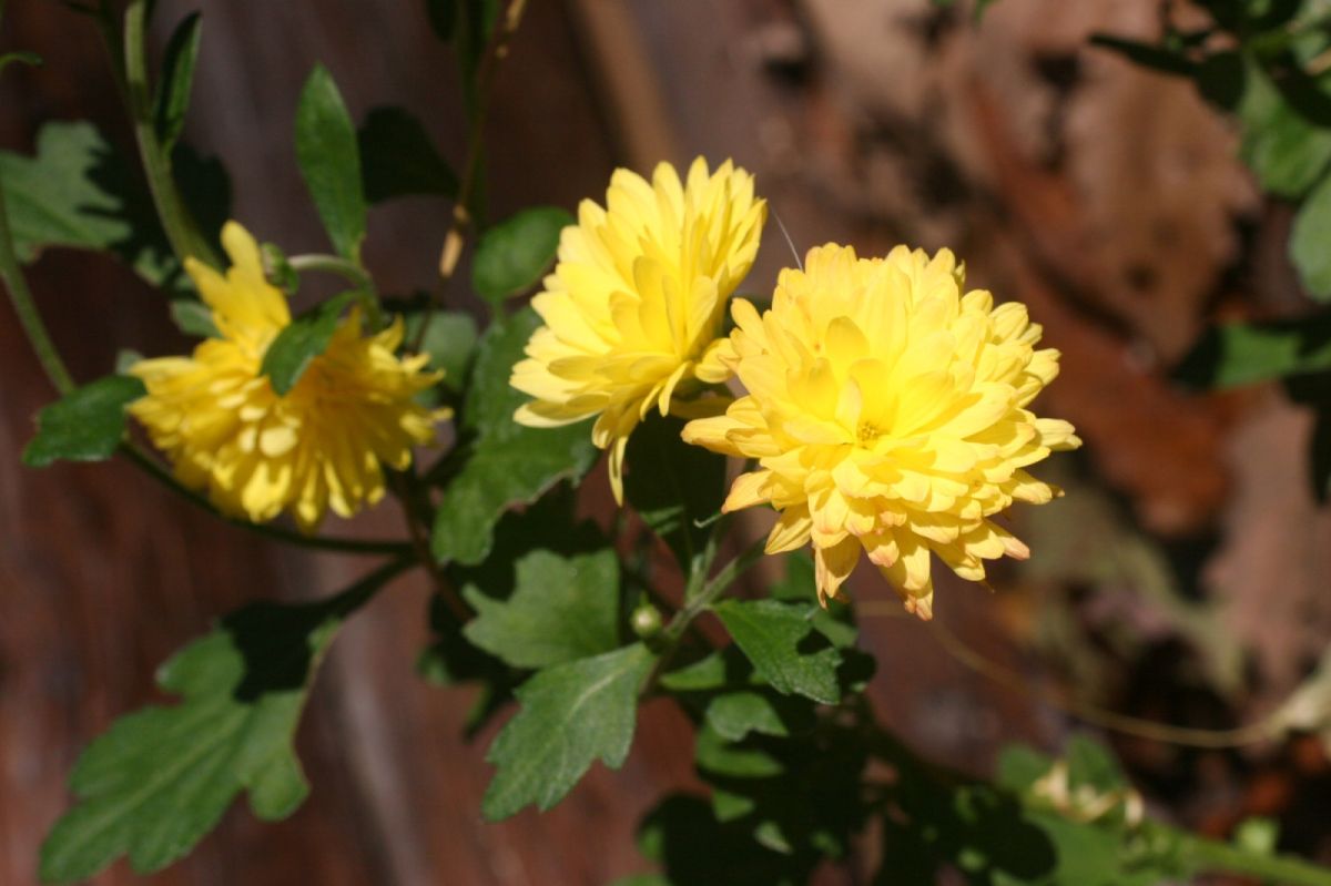 霜降節氣來了！習俗、禁忌、補運旺財法一次看 3生肖財運最旺