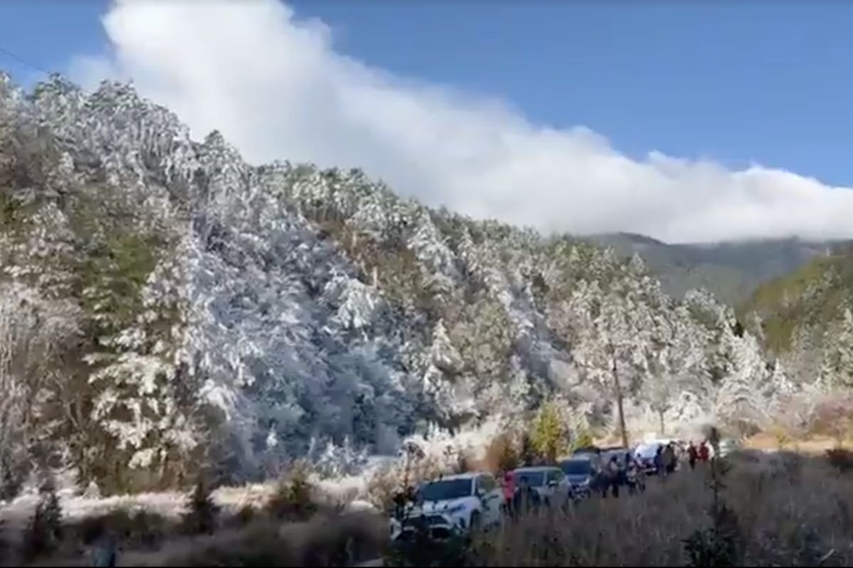 ▲武陵農場今（28）晨霧淞、冰霰讓山頭樹梢宛如撒上一層糖霜，銀白世界十分夢幻美麗。（圖／翻攝自武陵農場臉書）