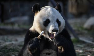 飼養貓熊負債累累　芬蘭動物園喊「養不起」擬歸還中國
