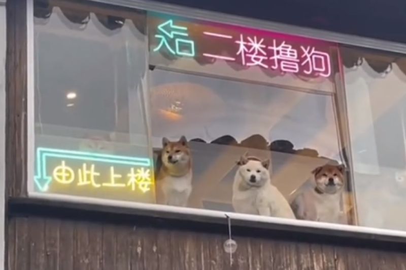 ▲中國一間咖啡廳外牆上高掛「二樓擼狗」招牌，3店員露腦袋招客：「快來摸我」。（圖／微博：萌寵真治癒）
