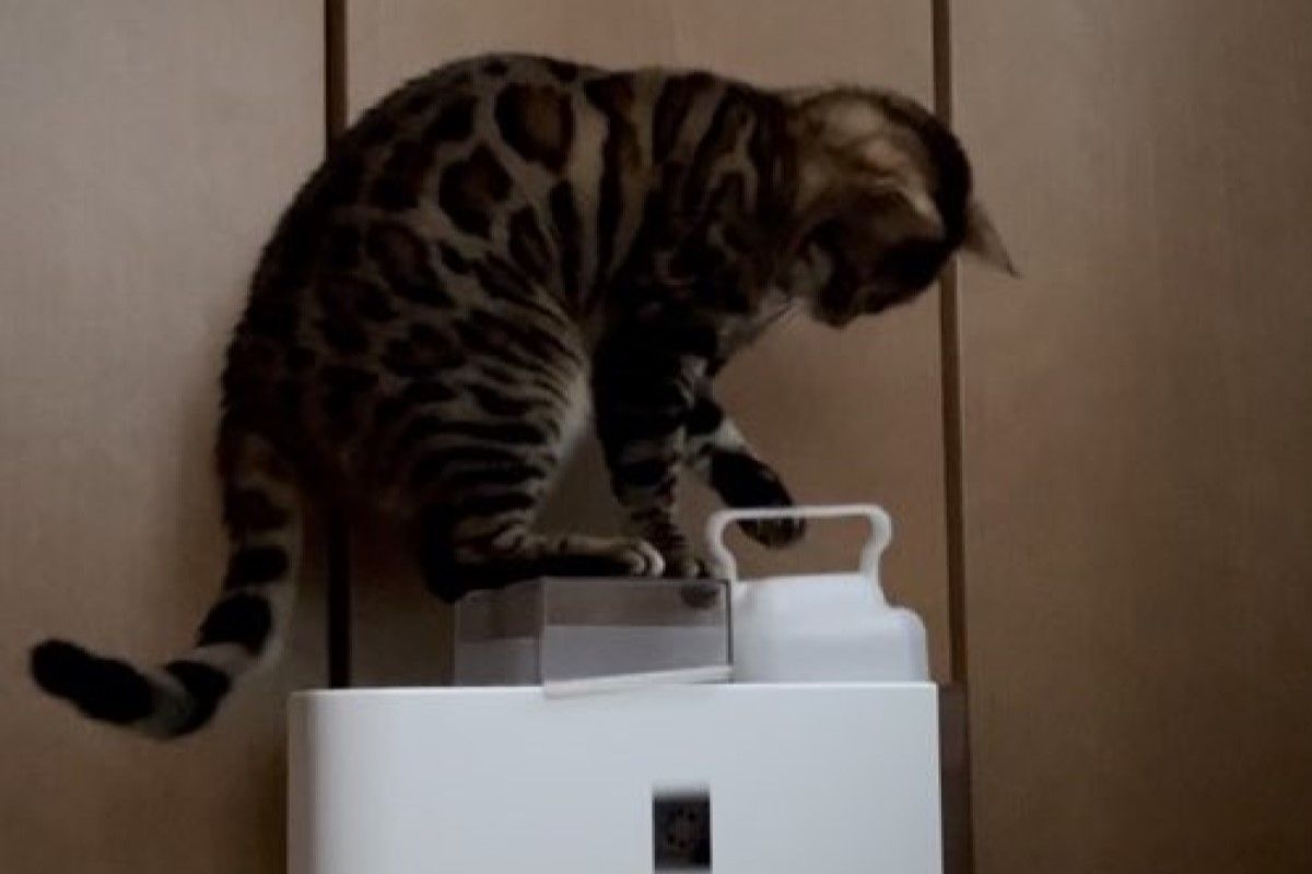 ▲貓成精，牠動腦開兒童鎖並成功扛起水箱，飼主姐妹看呆。（圖／Twitter：kon_lyla）
