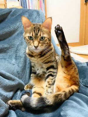 ▲貓咪：我就是Raira！（舉腳）（圖／Twitter：kon_lyla）