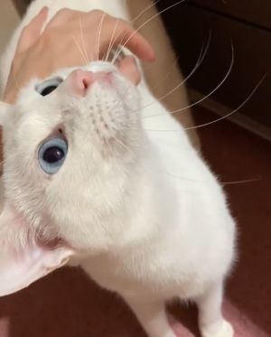 Shiro的眼裡、心裡裝的都是主人。(圖/TiKTok:nyankatsu49) ▲Shiro的眼裡、心裡裝的都是主人。(圖/TiKTok:nyankatsu49)
