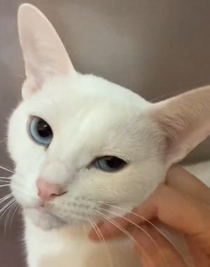 Shiro:別再試了!我就是這麼愛你懂嗎?(圖/TiKTok:nyankatsu49) ▲Shiro:別再試了!我就是這麼愛你懂嗎?(圖/TiKTok:nyankatsu49)
