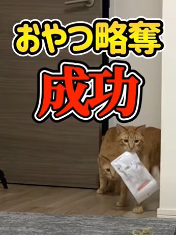 ▲橘貓：搶劫行動成功囉！（圖／Youtube：吾輩は猫ニートである。）