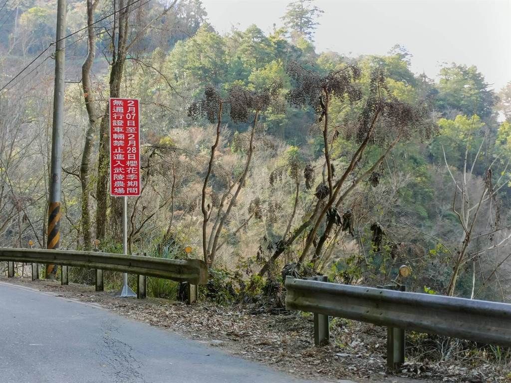 ▲武陵農場櫻花季每年吸引許多遊客到場賞櫻，和平警分局今年提出4大交通疏運措施。（圖／翻攝畫面）