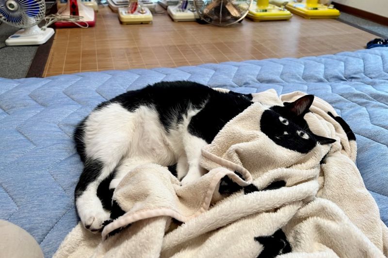▲黑白貓蓋毯子不小心合體，網友笑：「無違和」。（圖／Twitter：omochi_nam01）