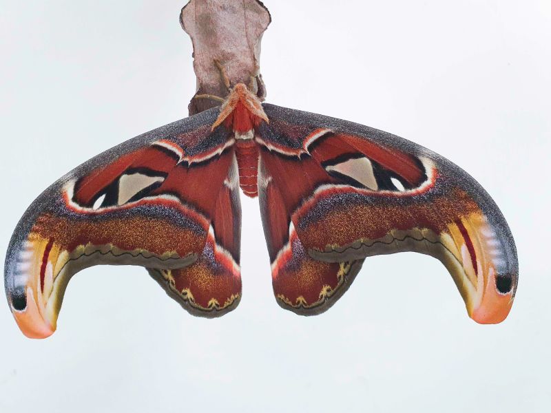 ▲皇蛾屬於天蠶蛾科，是世界上目前已知最大的蛾類之一，展翅約20-30公分。（圖／臺北市立動物園授權提供，陳信雄攝）