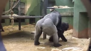 動物園「猩猩激戰」全被拍！屁股狂扭60秒　遊客尷尬笑爆
