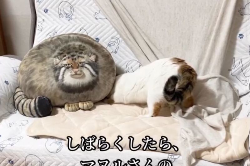 ▲飼主買了一隻兔猻玩偶坐鎮沙發，貓端坐對視好緊張：「你是誰？」。（圖／Instagram：kofuku.___）