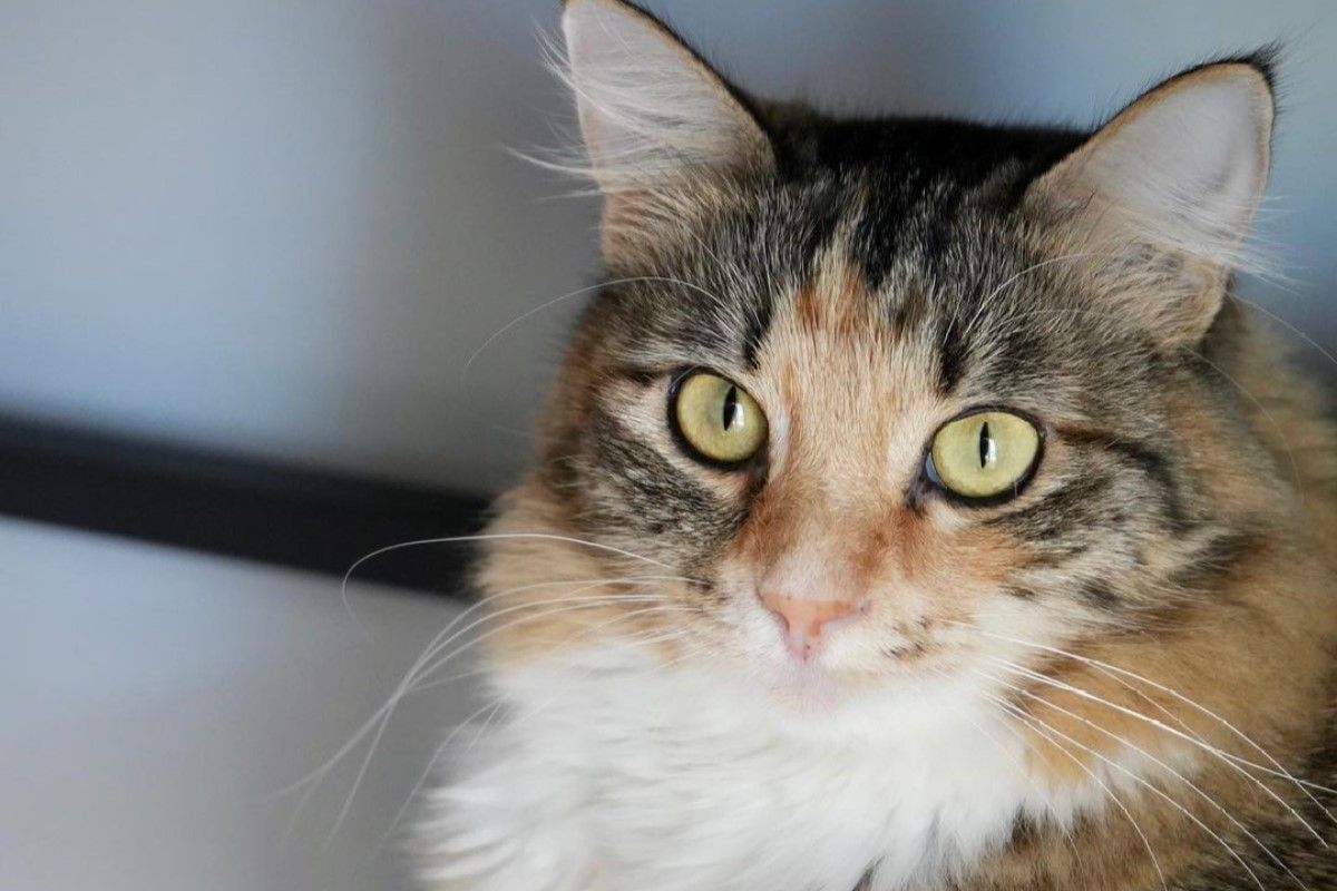 ▲看貓咪可愛想養嗎？飼主列5項致命缺點：「要想清楚喔！」。（圖／Instagram：mika.the.fluffy）