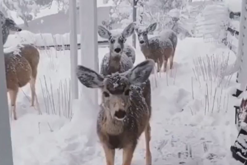 ▲救下一頭被箭射中的鹿，冬天牠結伴探訪：「謝謝你幫我」。（圖／Instagram：ayudaanimalglobal） 