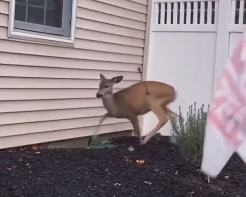 ▲網友發現一隻腿上插著箭的鹿。（圖／Instagram：ayudaanimalglobal）