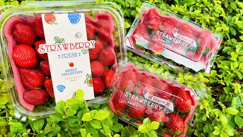 ▲7-11開賣近百款草莓夯品，到門市就能買到盒裝香水草莓159元起。（圖／業者提供）