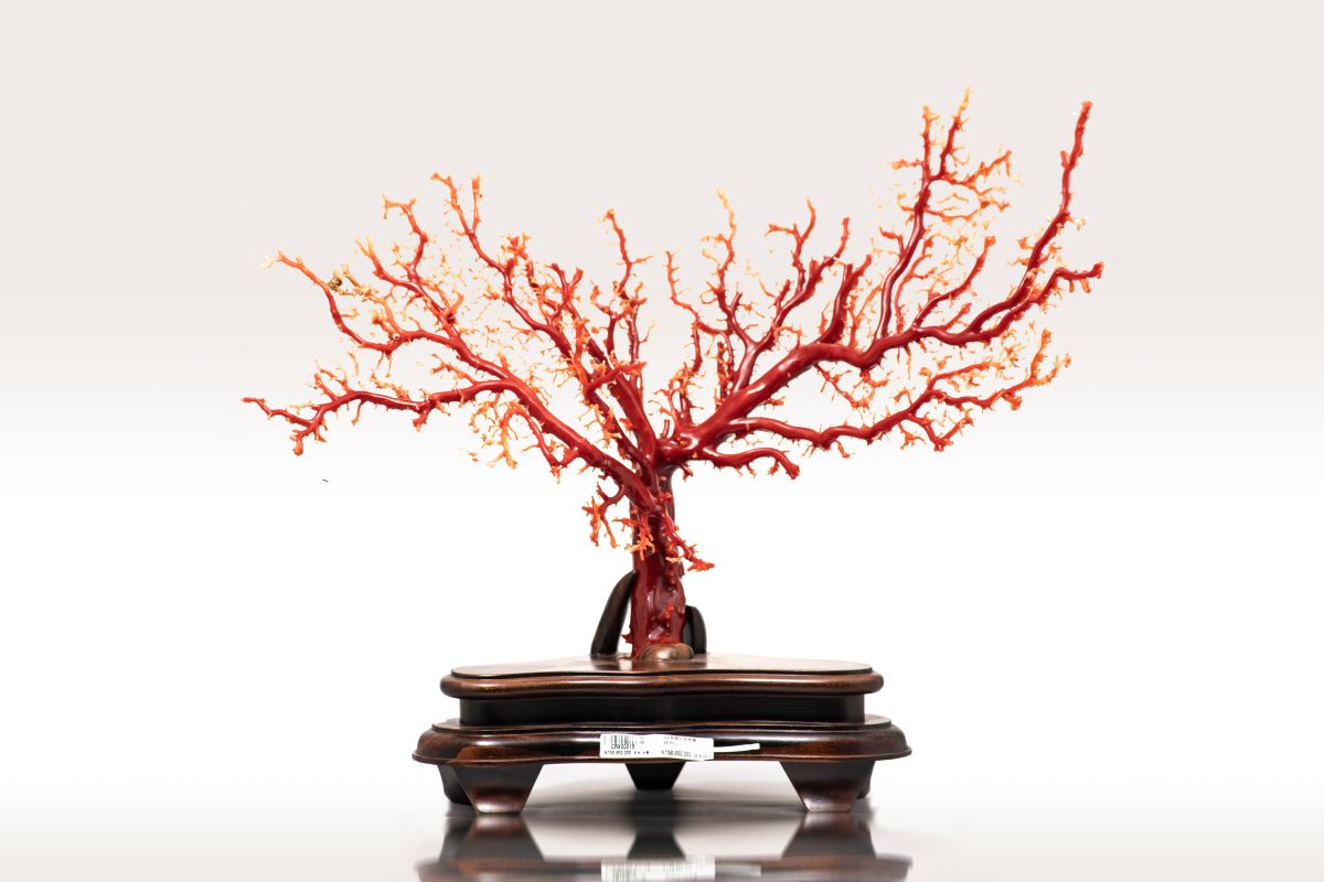 ▲原價千萬的珊瑚樹。（圖／台北分署提供）