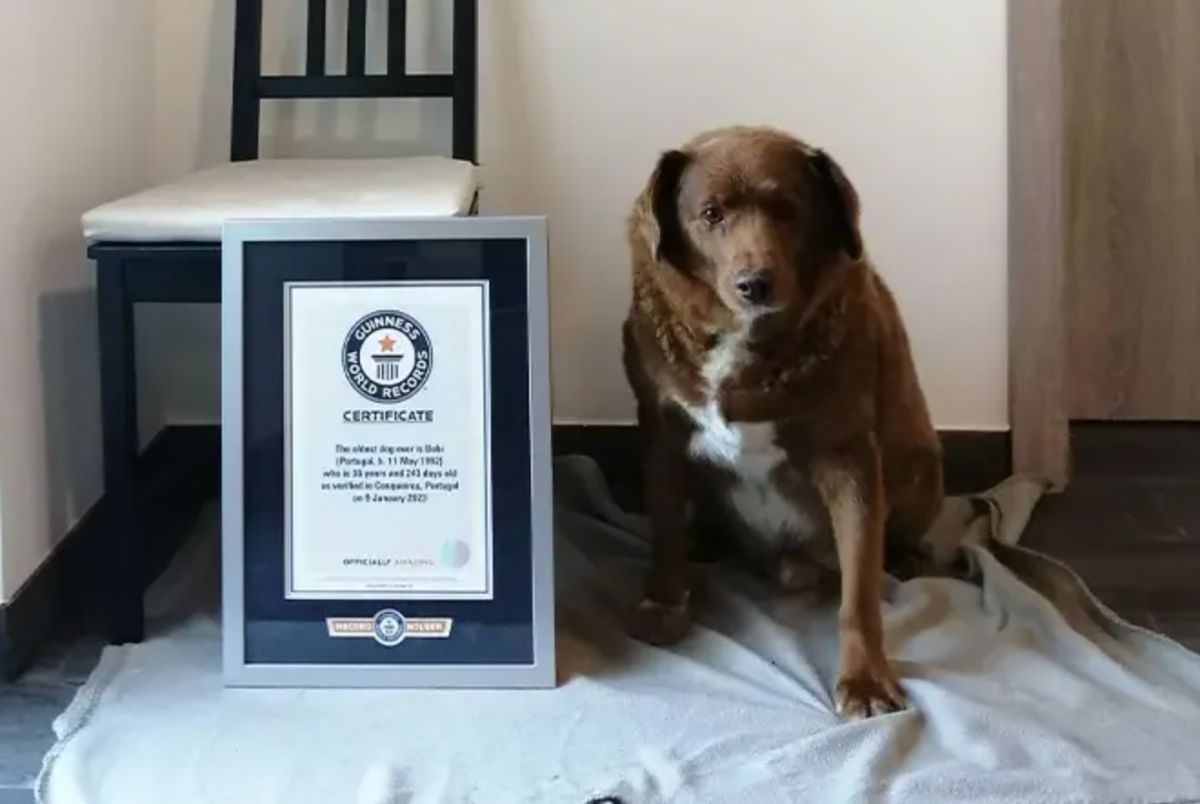 ▲出生時逃過活埋命運的阿蘭多獒犬波畢（Bobi），從小穿梭在葡萄牙森林與農田間，如今高齡30歲的牠，不僅獲金氏世界紀錄認證為現存最高齡狗狗，更是有紀錄以來最長壽「狗」瑞。（圖／翻攝自www.guinnessworldrecords.com）