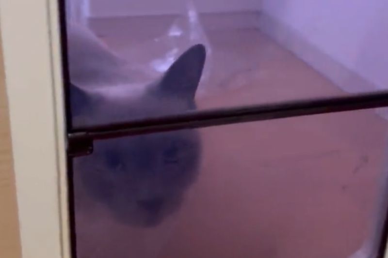 ▲日本飼主正在教貓怎麼用貓門，結果下秒被牠的舉動驚呆。（圖／Twitter：nukosama）