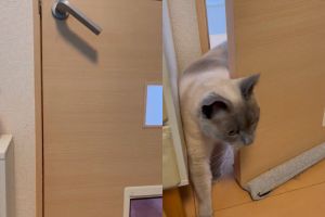 ▲貓咪下一秒自己轉開門把，看來貓門是白裝了。（圖／Twitter：nukosama）