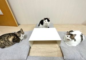 ▲三位受測員貓貓。（圖／Twitter：CatNaviDesk）