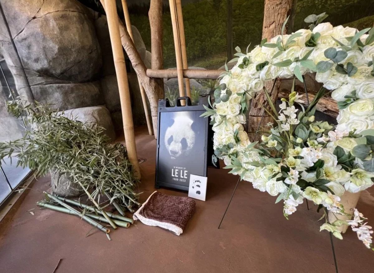 ▲在美大貓熊樂樂於月初死亡，中美兩國專家解剖遺體後初步推斷死因為心臟病變。另一隻大貓熊丫丫的健康也受關注，中國民眾直指美方照顧不周，中國動物園協會稱已做好接回準備。圖為美國孟菲斯動物園設置的悼念區域。（圖／取自臉書「Memphis Zoo」）