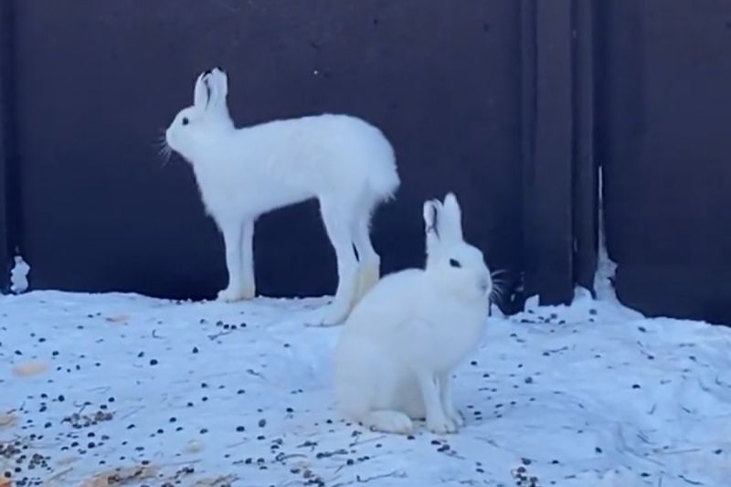 ▲蝦夷雪兔擁有大長腿，跑起來最高時速80。（圖／Twitter：marudou_fan）