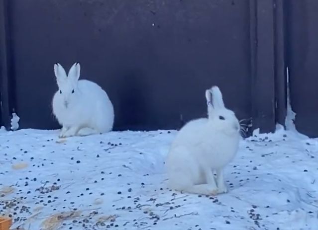 ▲日本札幌市圓山動物園中，有兩隻白兔坐在雪地上。（圖／Twitter：marudou_fan）