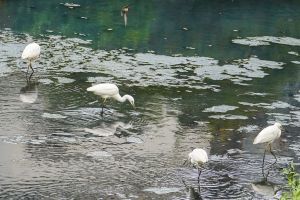 白鷺鷥成群現身鴨母港溝　重拾蘆洲河畔回憶
