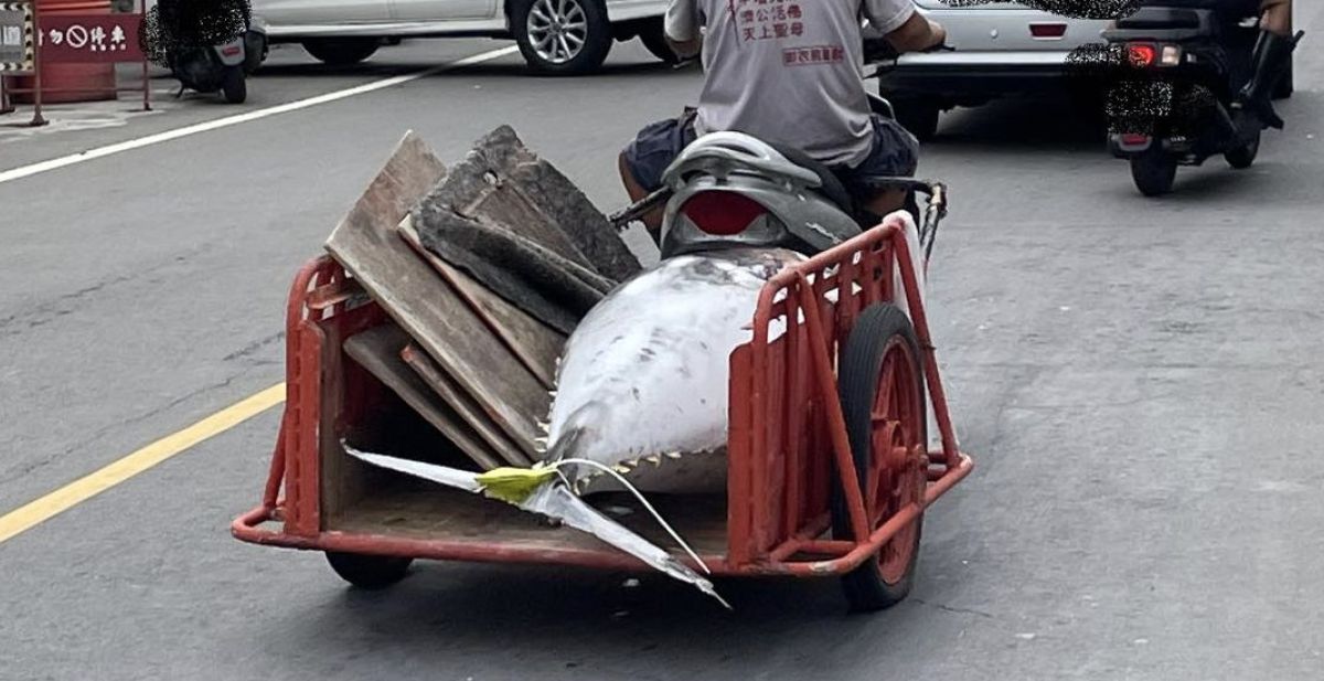 ▲一名網友在屏東目睹機車用拖車載著一尾超大鮪魚路過，立馬拍下來PO上網。（圖／翻攝自臉書社團「路上觀察學院」）