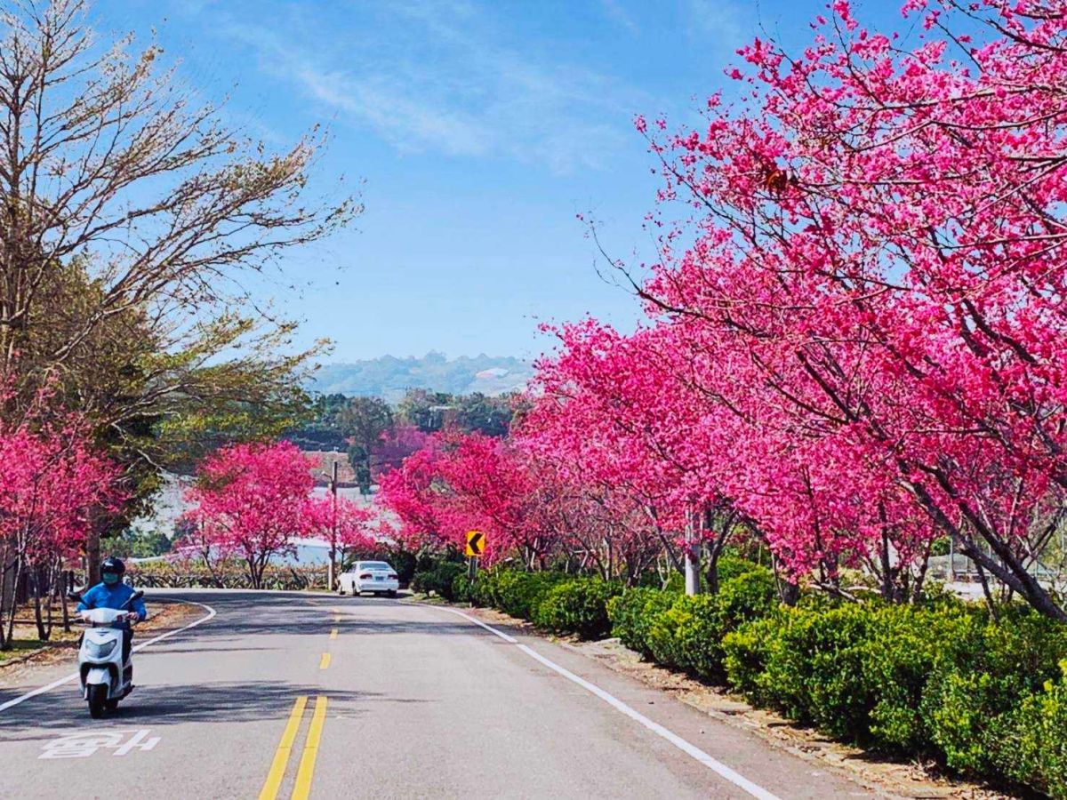 ▲春暖花開，又逢新社櫻花綻放季節，新社區公所邀親子同來賞櫻遊玩。（圖／新社區公所提供）